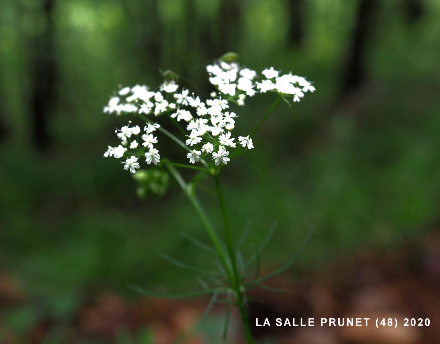 Pignut